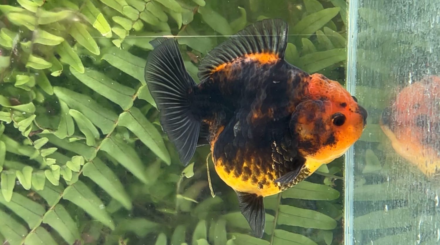 Black Kirin Shogun Oranda (3.75”)