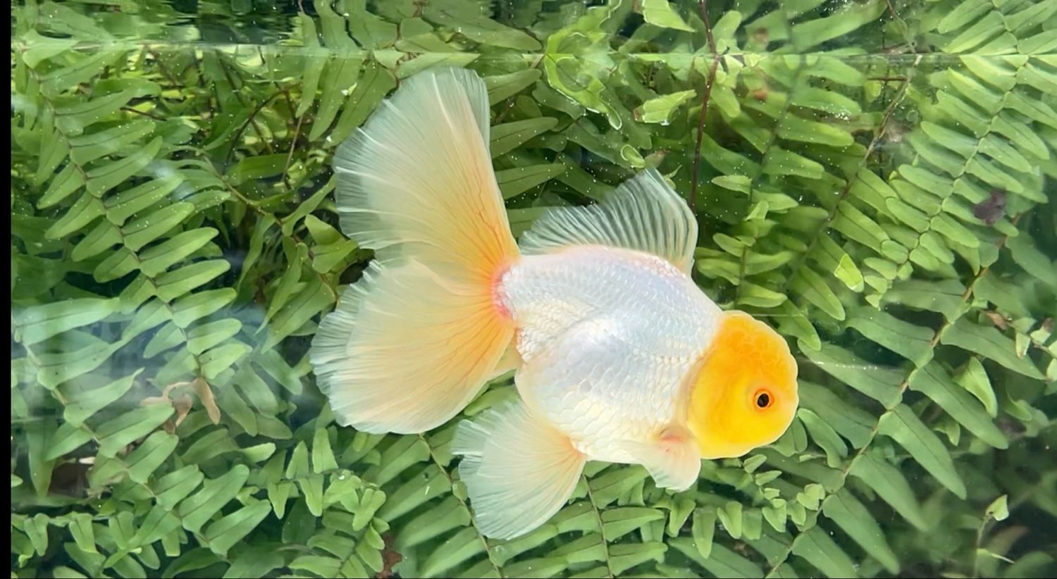Lemon Head White Peonytail Oranda (M, 5.75”)