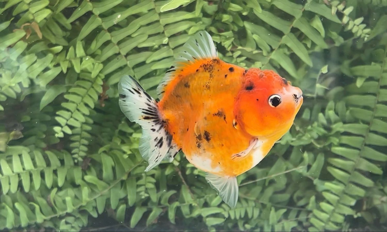Autumn Leaves Shogun Oranda (3.75”)