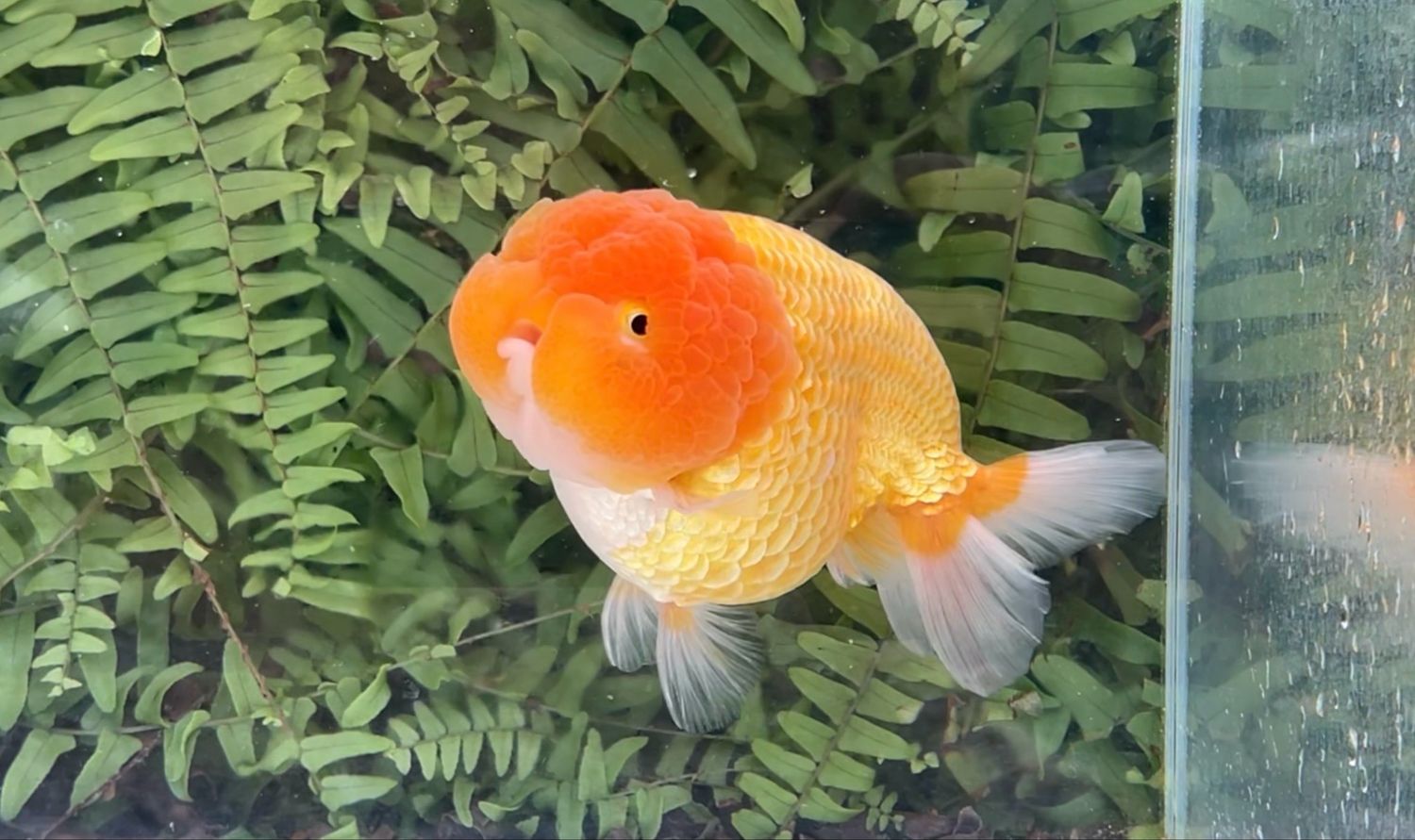 Red Lionhead (M, 5.5”)