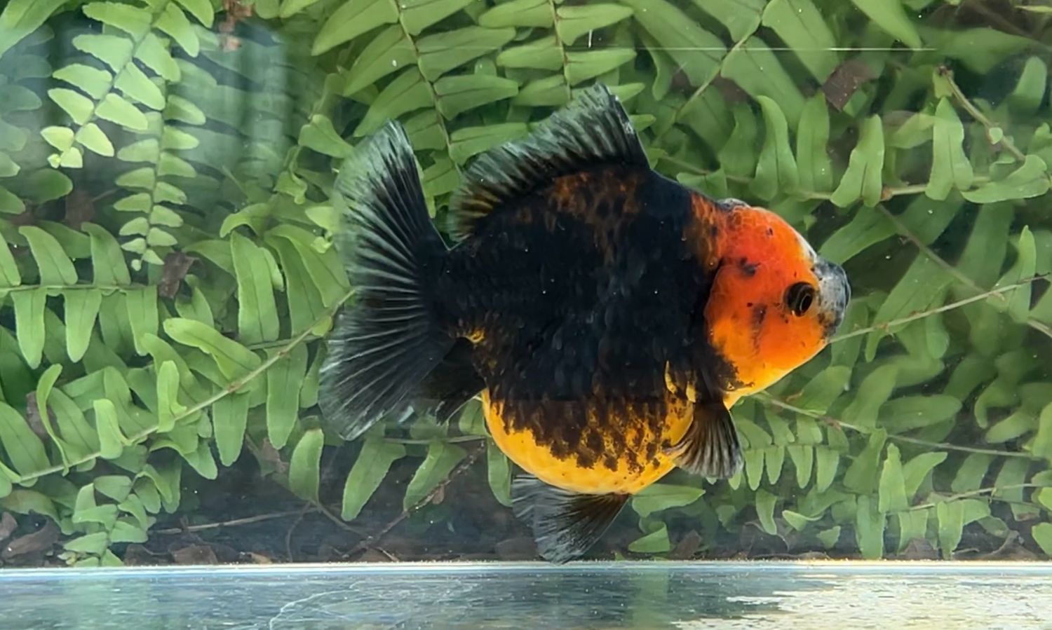 Black Kirin Shogun Oranda (3.75”)