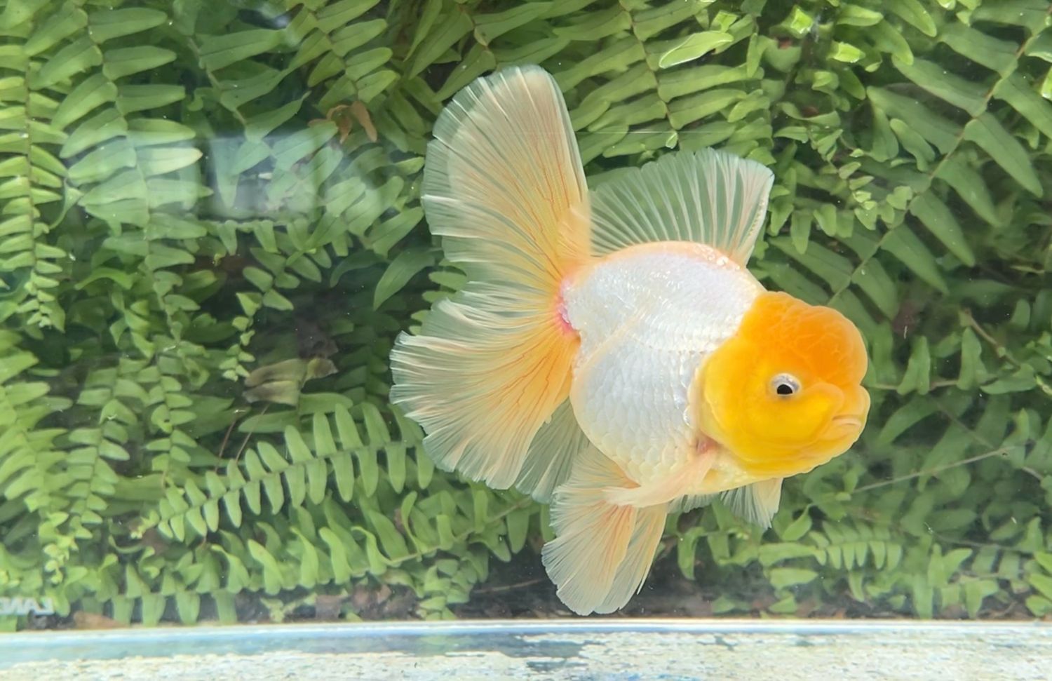 Lemon Head White Peonytail Oranda (M, 5.25”)