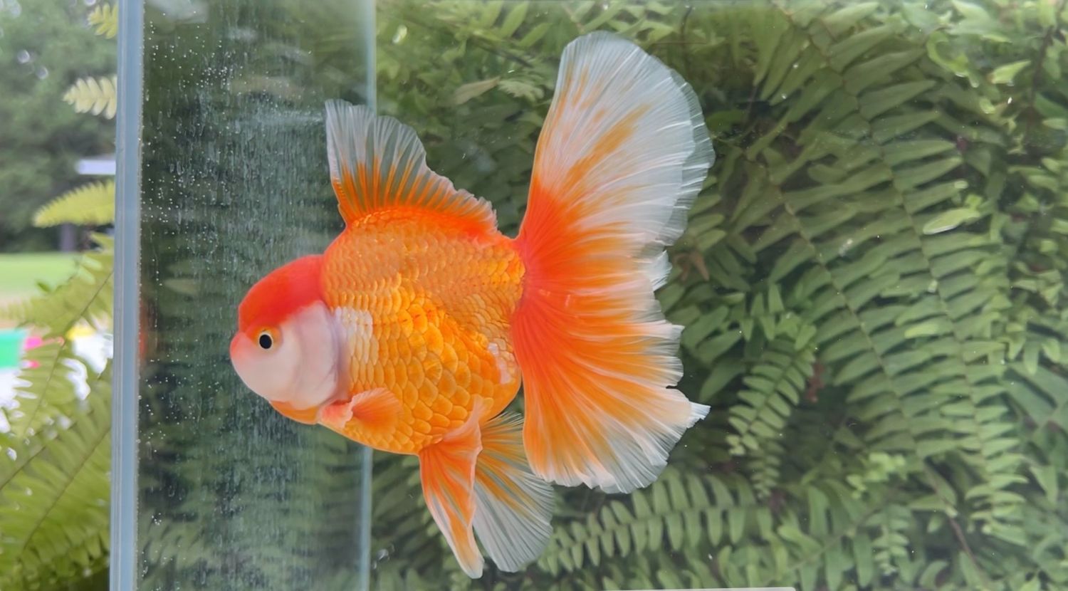 Red And White Peonytail Oranda (M, 5.75”