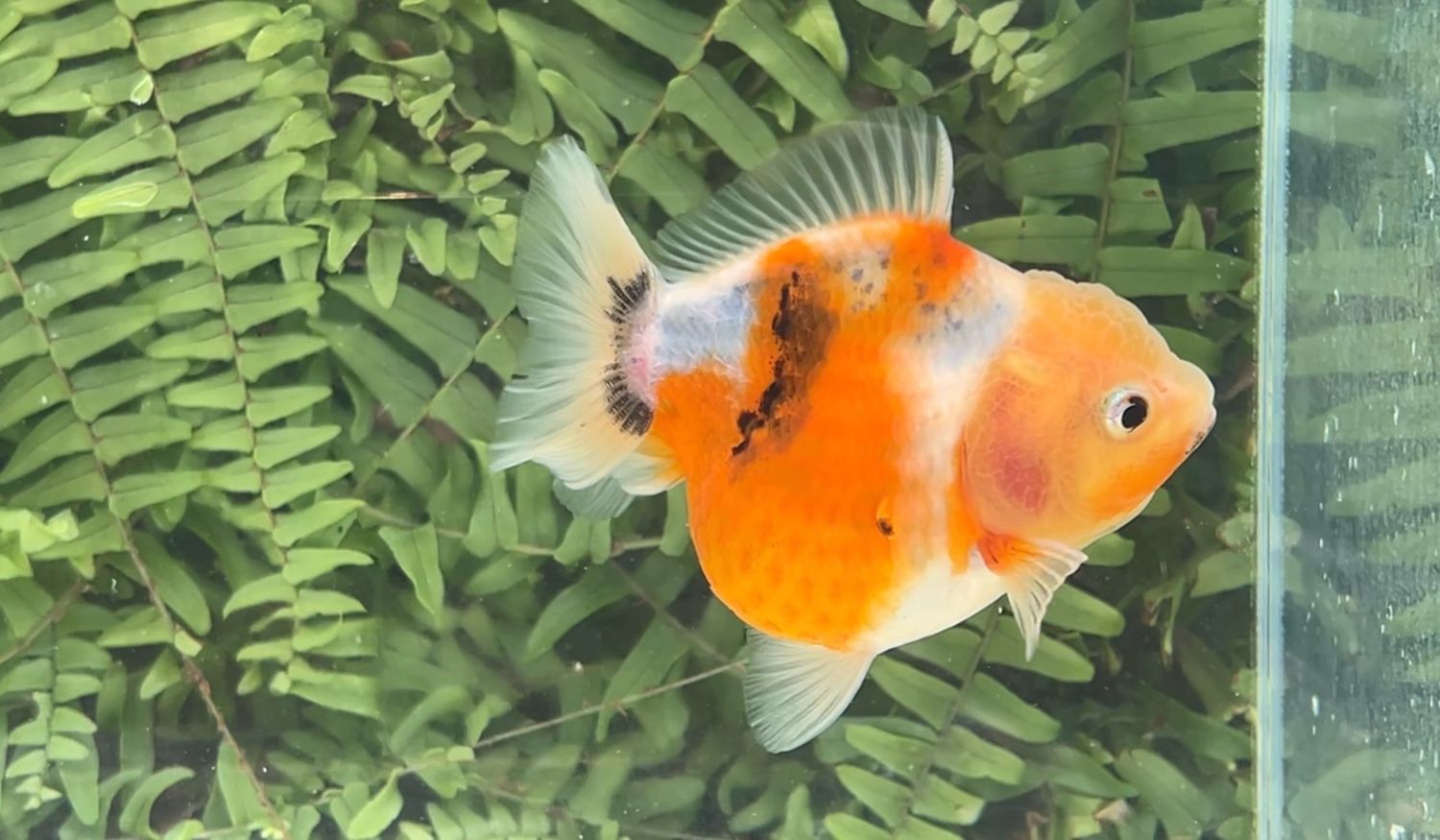Calico Shogun Oranda (4”)