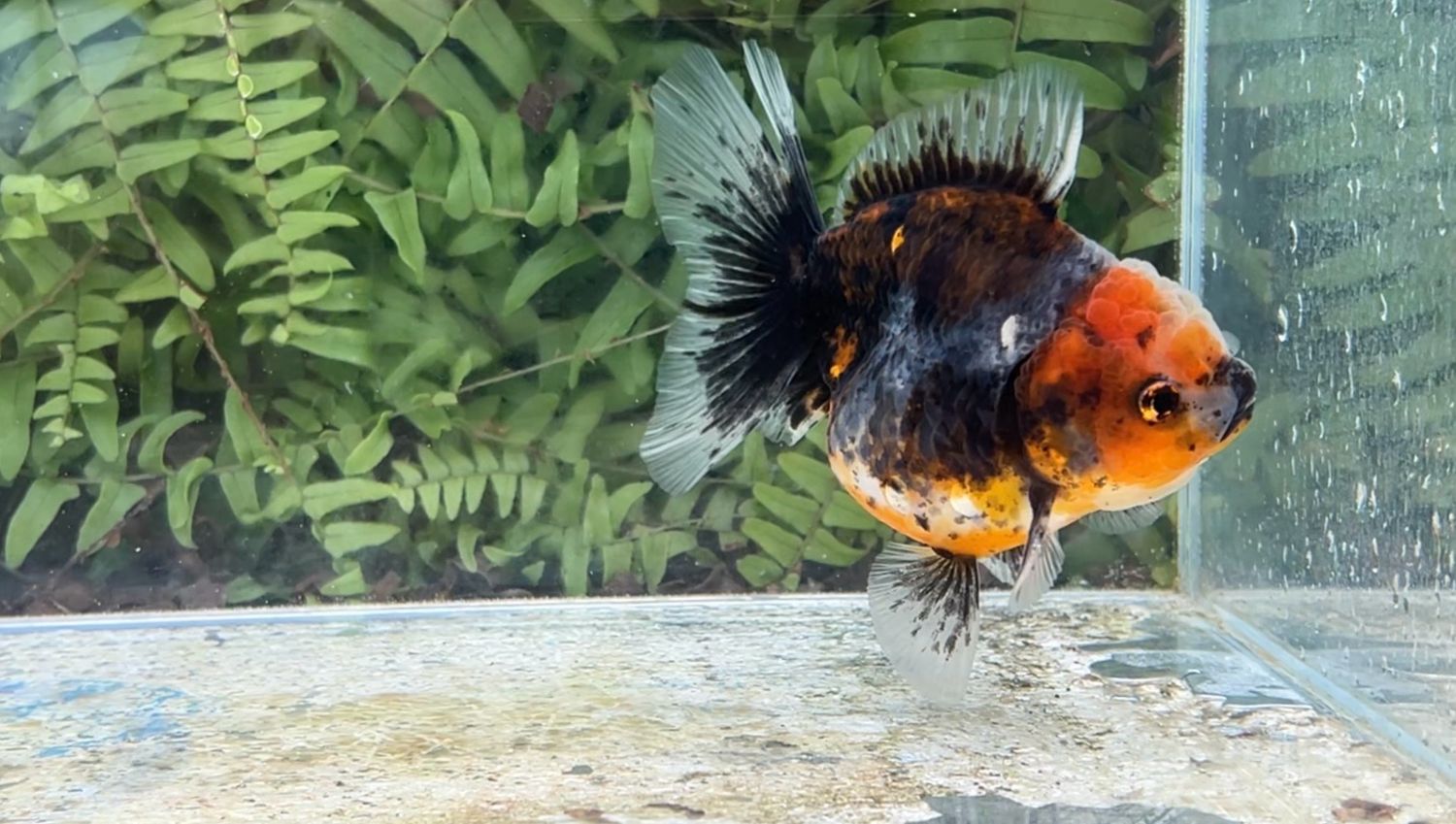 Kirin Shogun Oranda (4”)