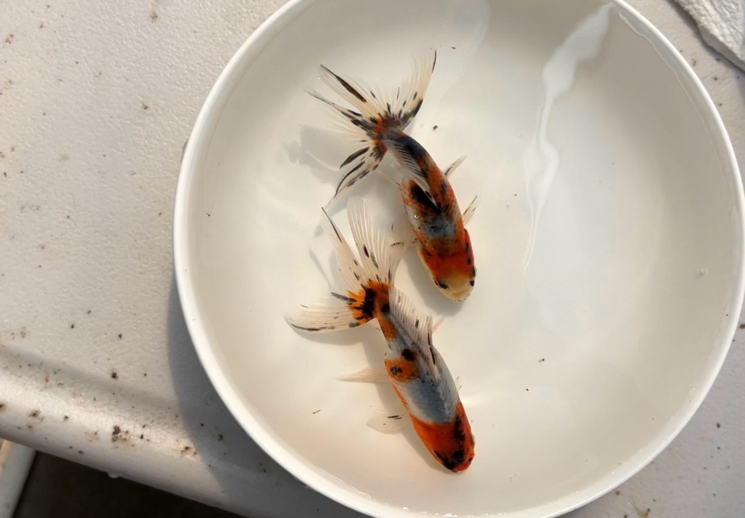 2 Pack Azumanishikis (4 - 4.25”)