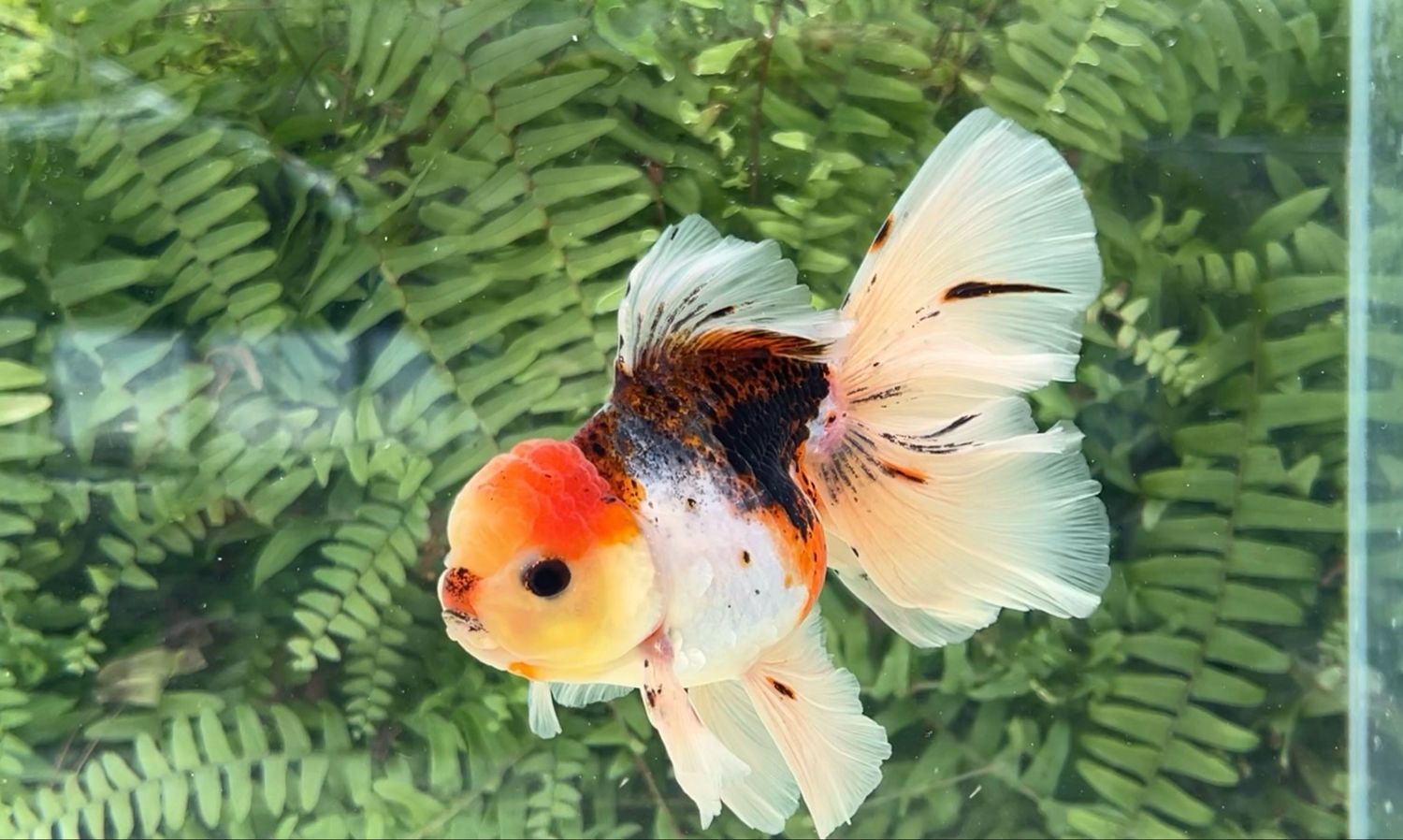 Calico Rosetail Oranda (M, 5.75”)