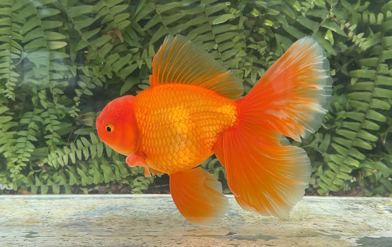 Red Peonytail Oranda (M, 7.75”)