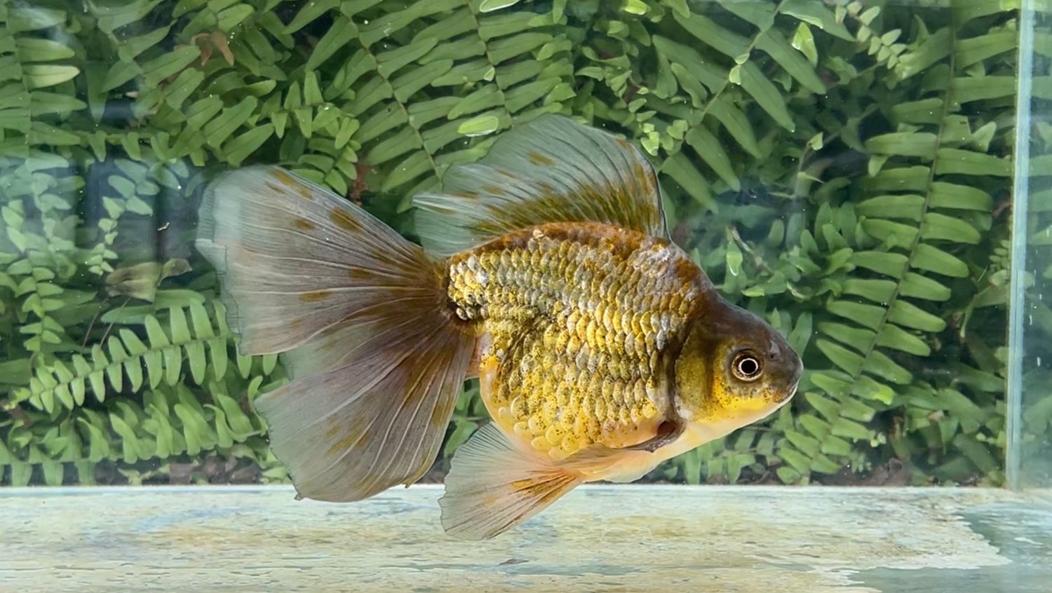 Blue And Green Broadtail Ryukin (M, 6.25”)