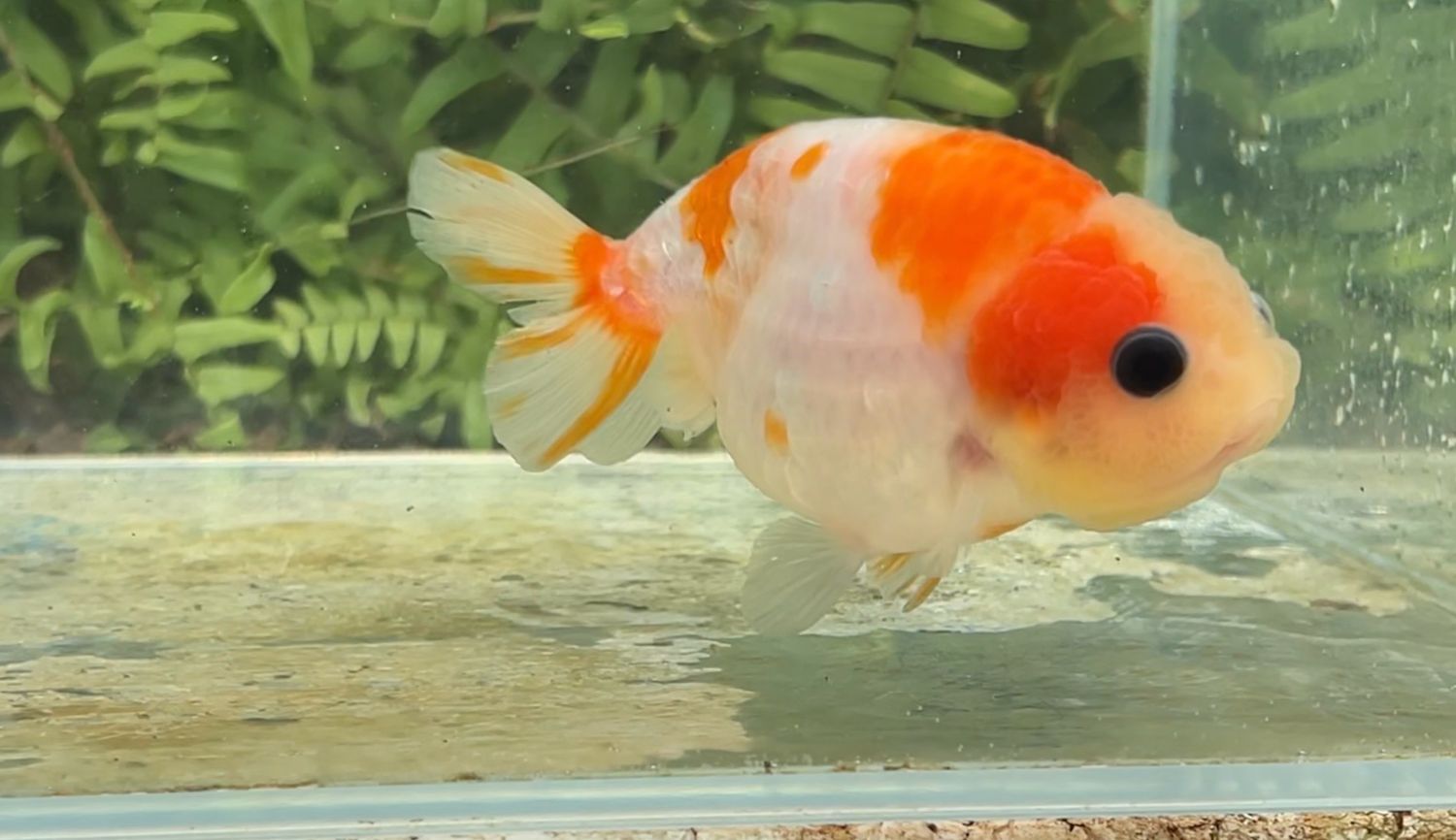 Sakura Yuanbao Ranchu (F, 4”)