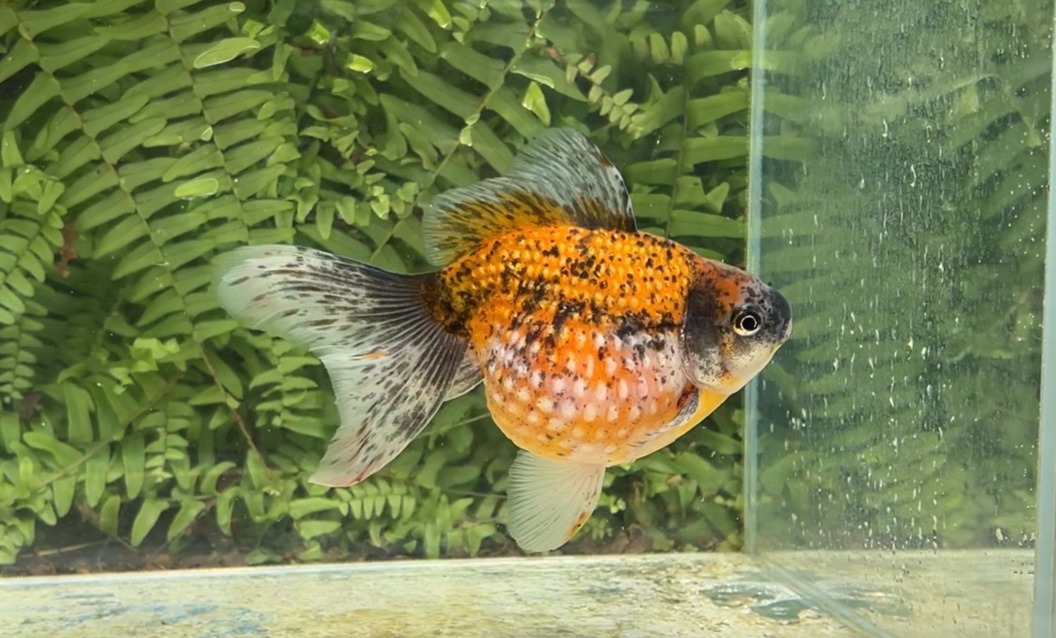 Leopard Spots Mousehead Pearlscale (M, 6”)