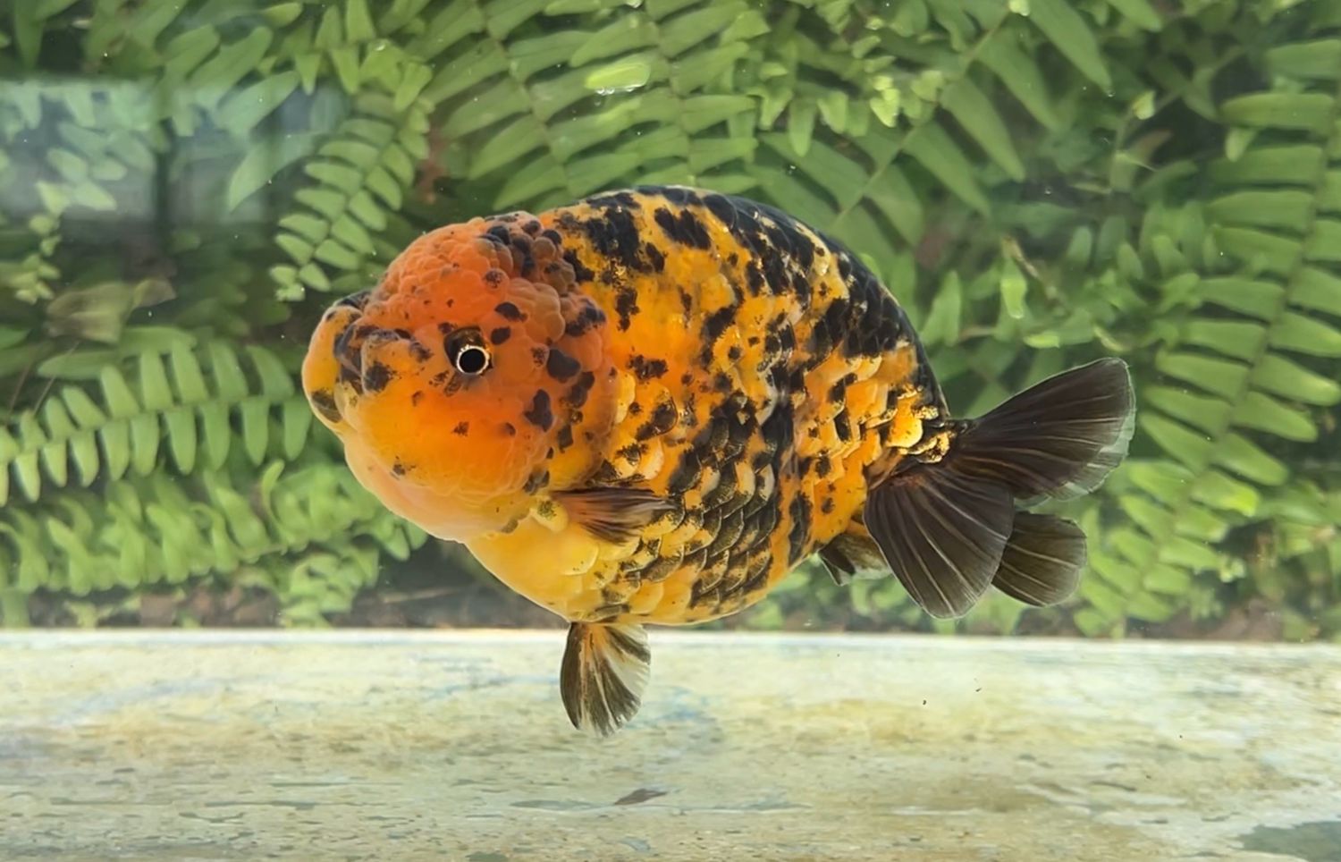 Tiger Yuanbao Ranchu (M, 5.25”)