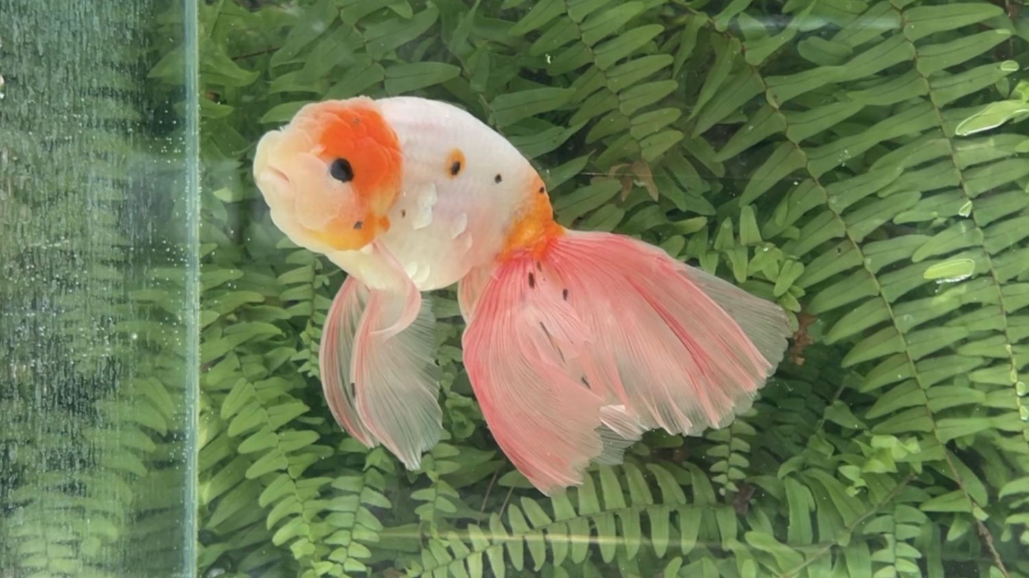Tri-color Phoenixtail Ranchu (M, 6.75”)