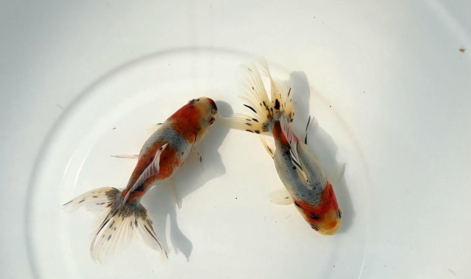 2 Pack Azumanishikis (4.25”)