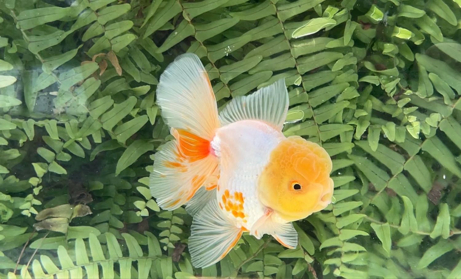 Lemon Head Red And White Peonytail Oranda (M, 4.5”)