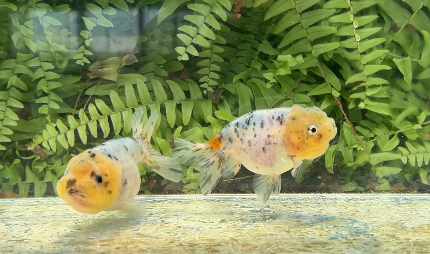 2 Pack Assorted Lionheads (3.75 - 4”)