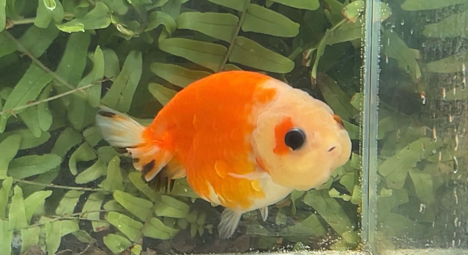 Sunset Yuanbao Ranchu (F, 3.25”)