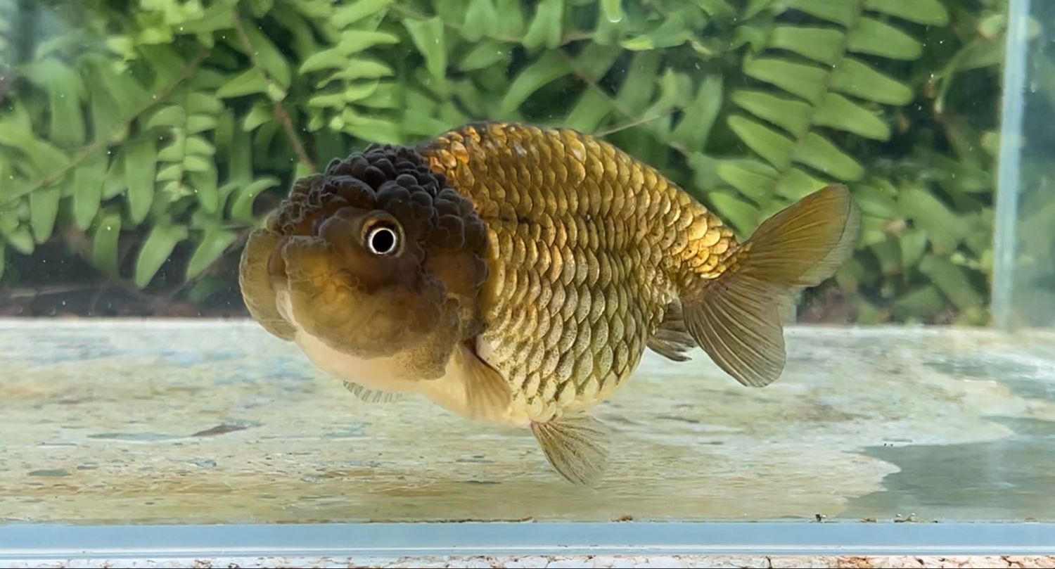 Bronze Yuanbao Ranchu (F, 4”)
