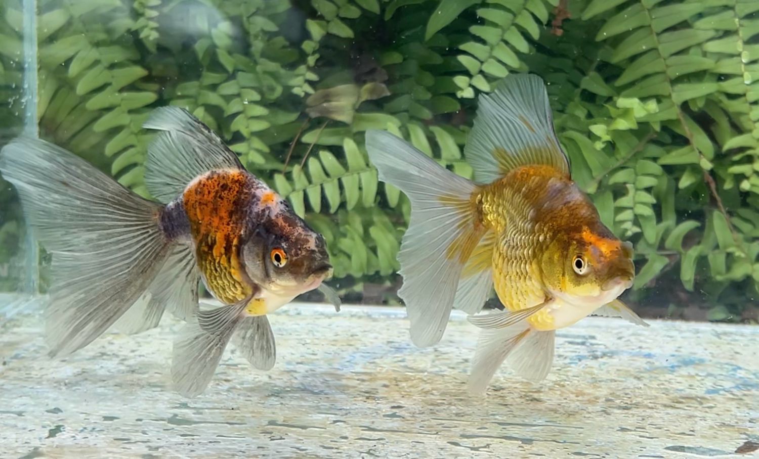 2 Pack Assorted Deep Body Veiltails (4 - 4.25”)