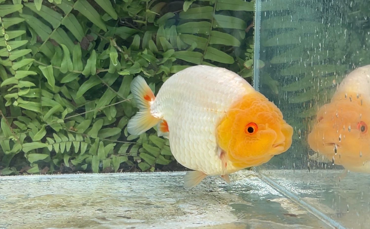 Lemon Head Red And White Yuanbao Ranchu (M, 4.75”)