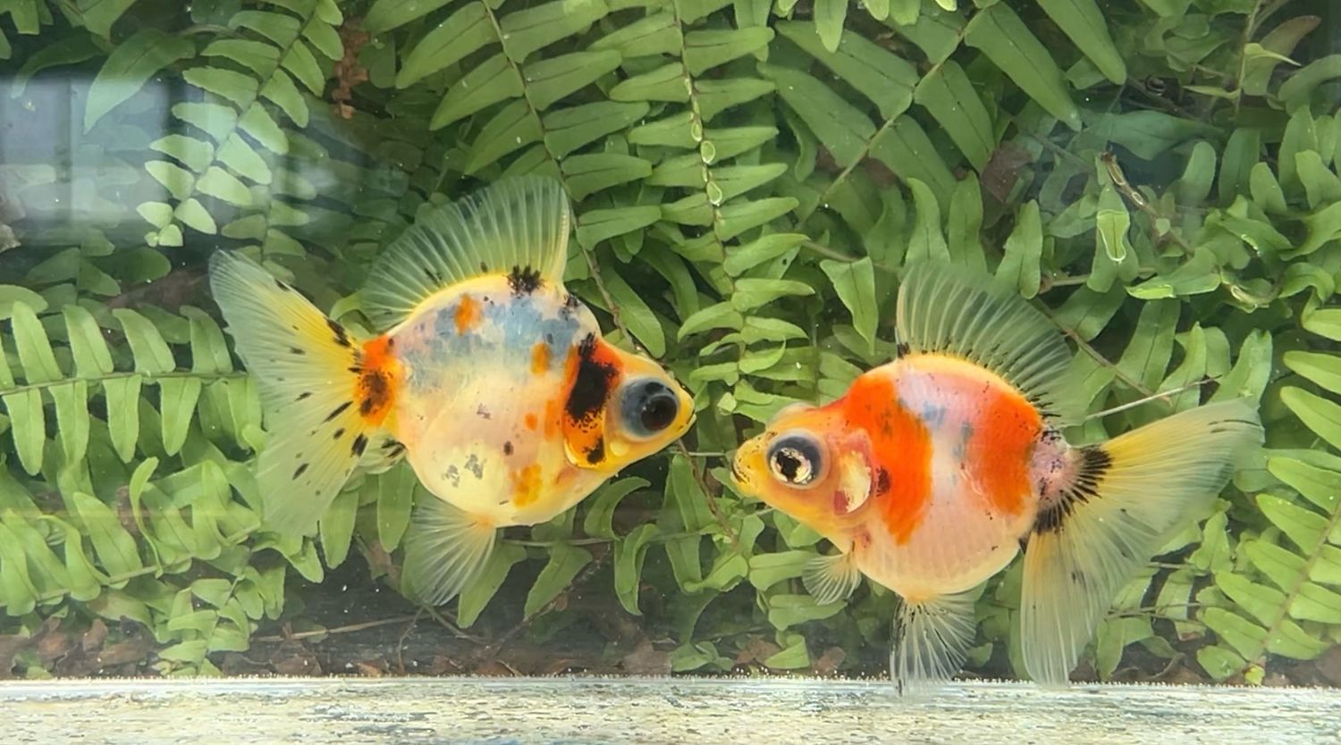 2 Pack Assorted Deep Body Telescope Butterfly (3.5”)