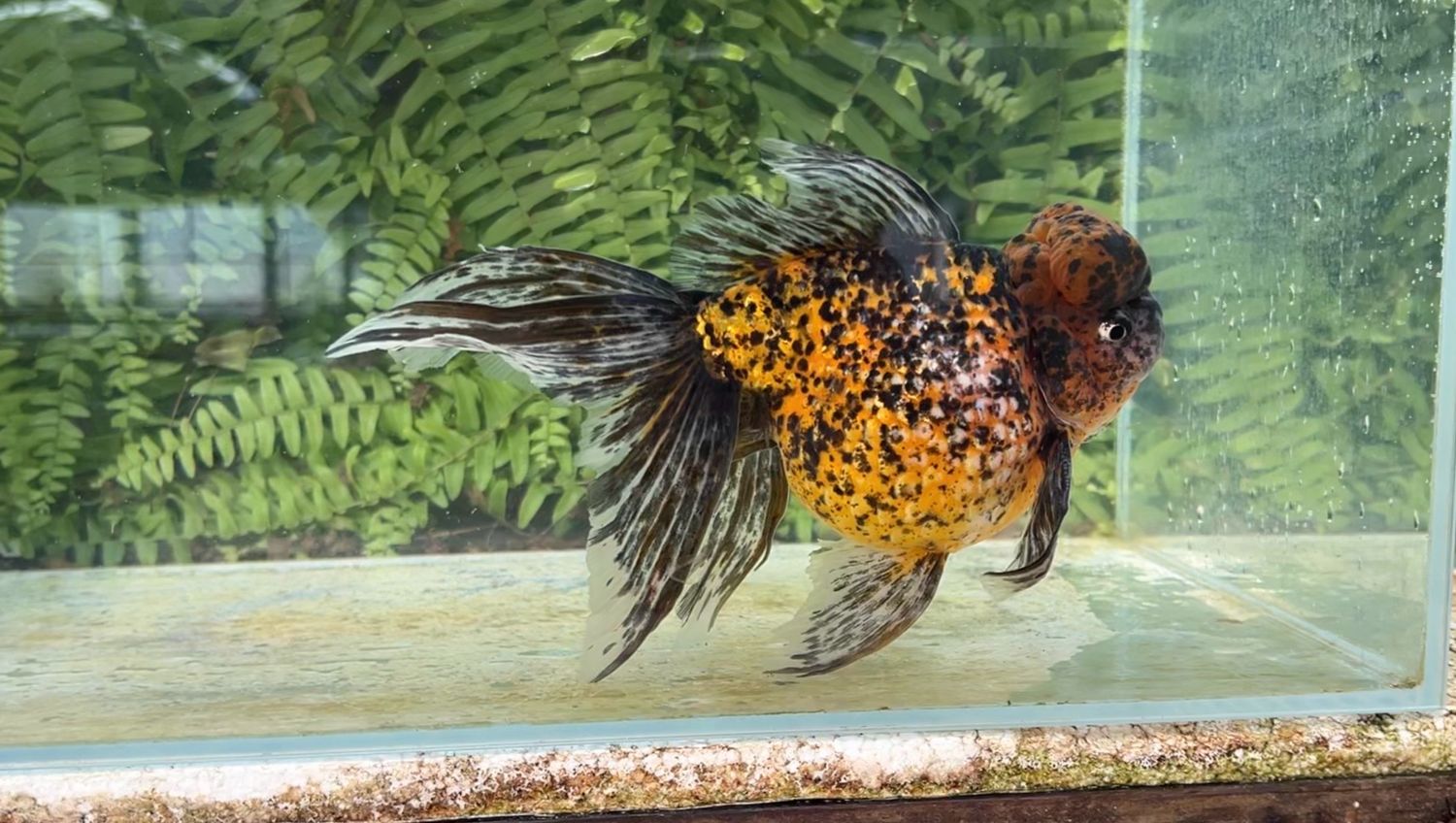 Leopard Spots Crown Pearlscale (M, 7.5”)