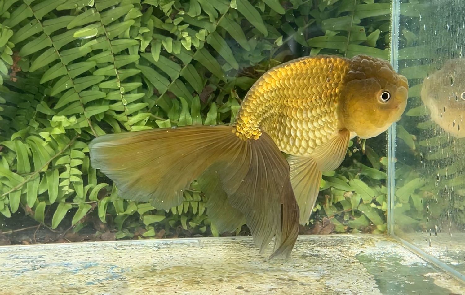 Bronze Phoenixtail Ranchu (F, 8”)