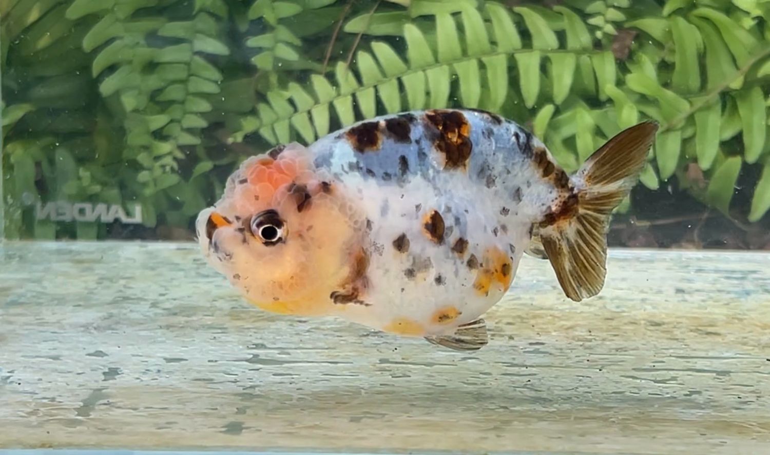 Calico Yuanbao Ranchu (F, 3.5”)