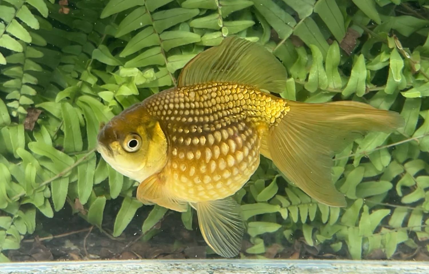 Bronze Mousehead Pearlscale (F, 4.5”)