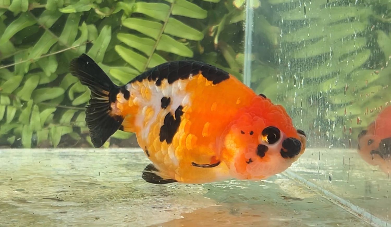 Tri-color Color Yuanbao Ranchu (F, 3.75”)