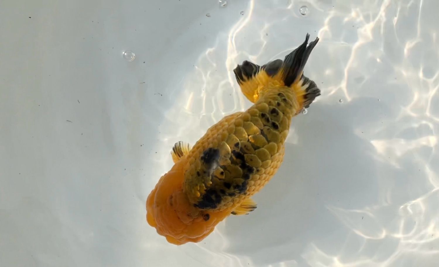 Gold And Black Dragon Scale Yuanbao Ranchu (M, 5.5”)