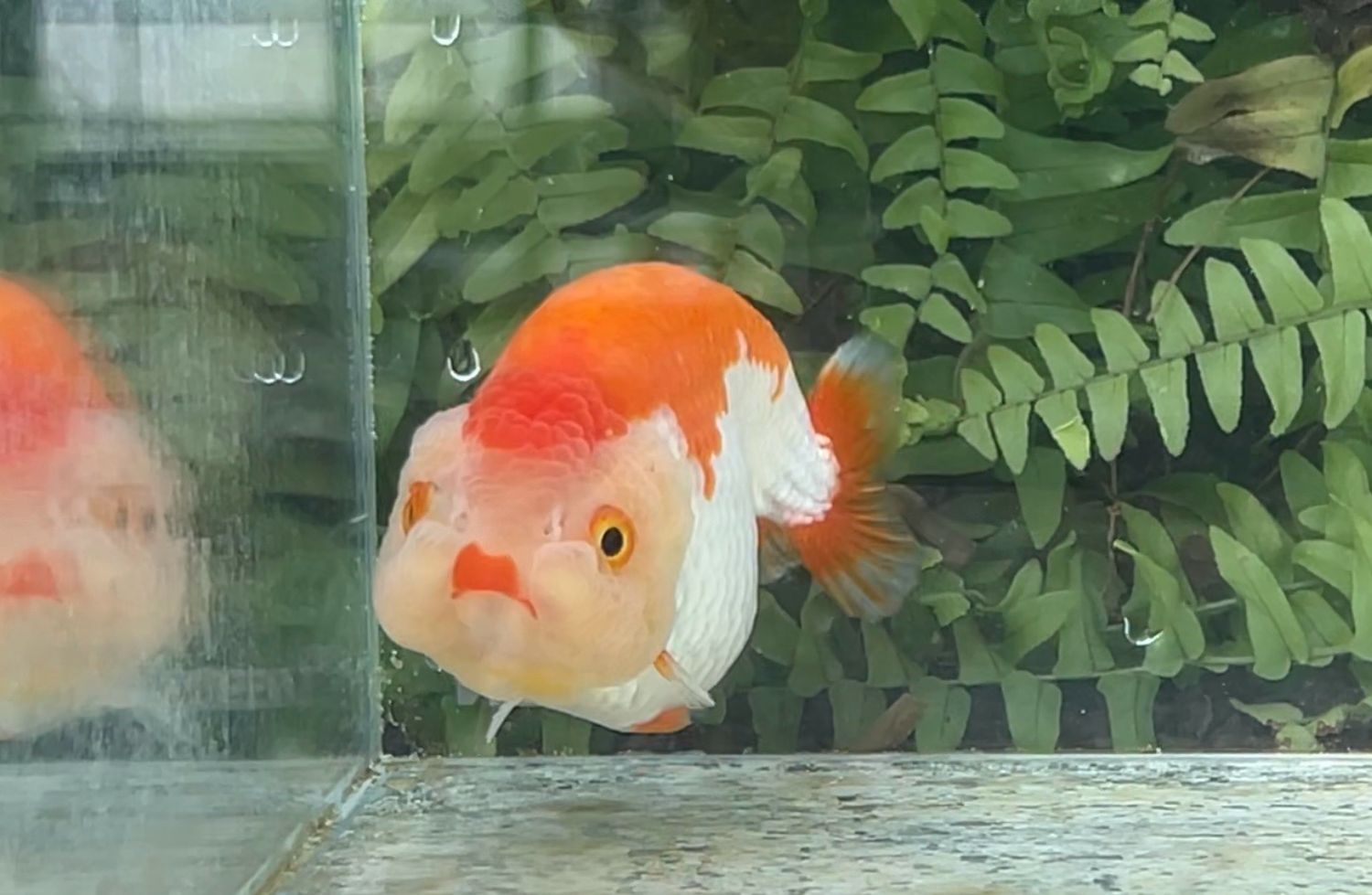 Red And White Yuanbao Ranchu (F, 3.75”)