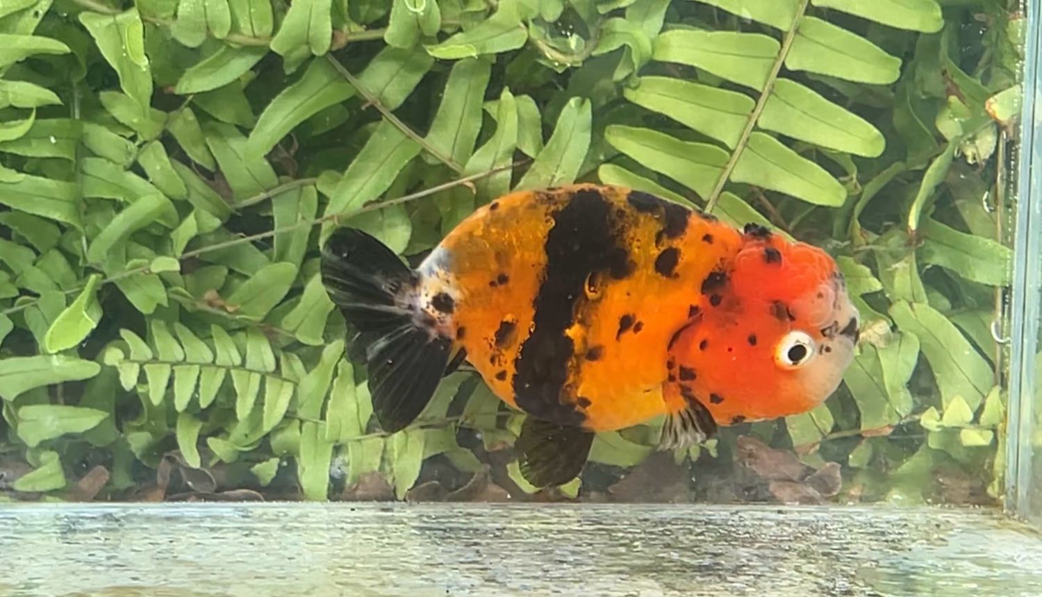 Tiger Yuanbao Ranchu (F, 3.5”)