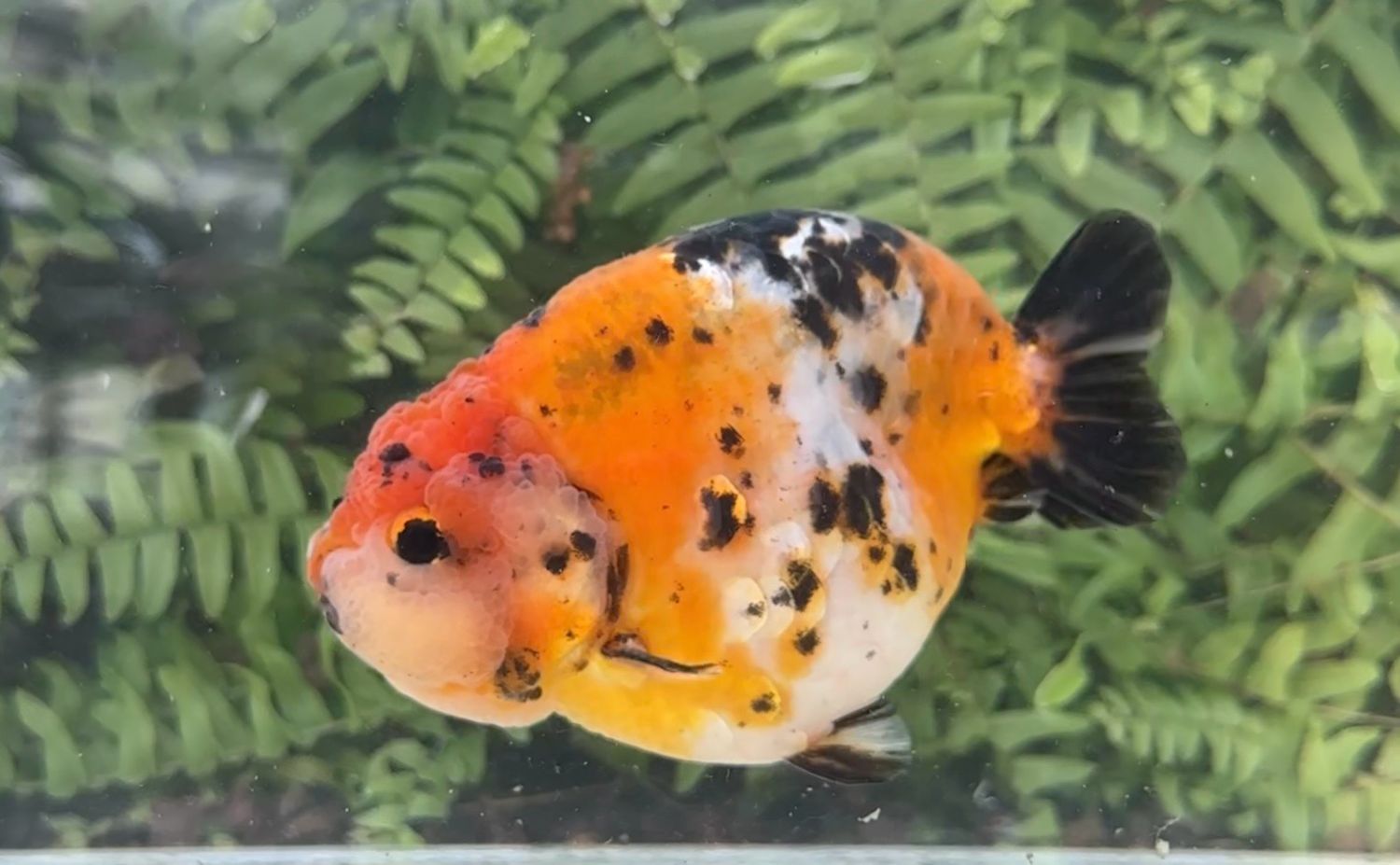 Calico Yuanbao Ranchu (M, 4.5”)