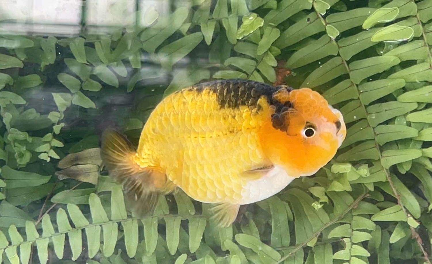 Red And Black Yuanbao Ranchu (M, 3.75”)