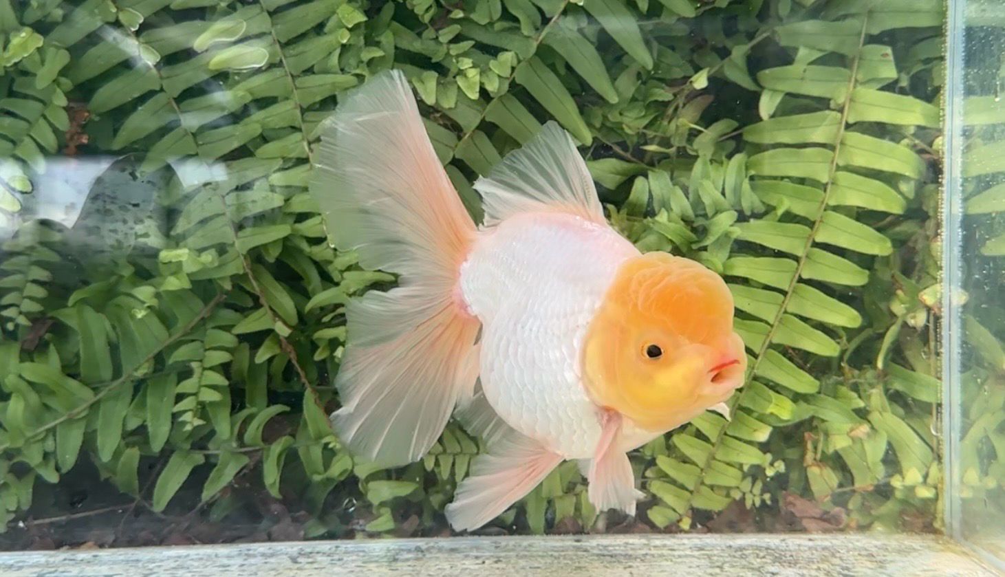 Lemon Head White Peonytail Oranda (M, 5.5”)
