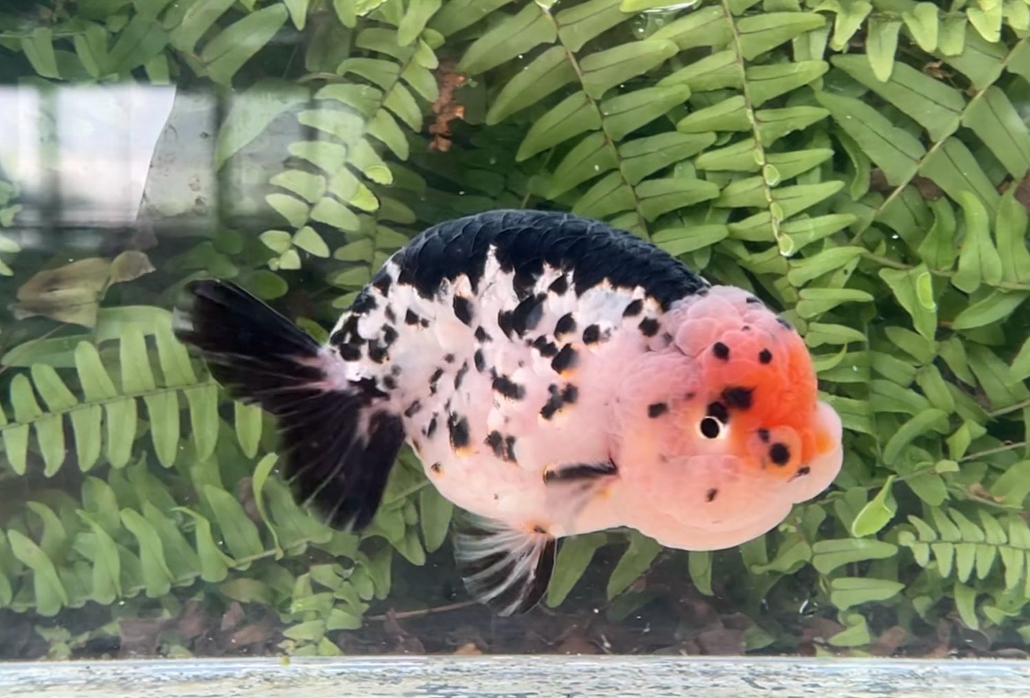 Milk Cow Yuanbao Ranchu (M, 5”)