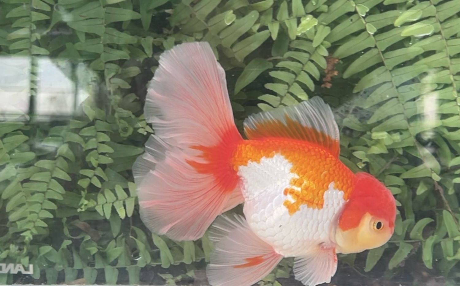 Red And White Peonytail Oranda (M, 5.75”)