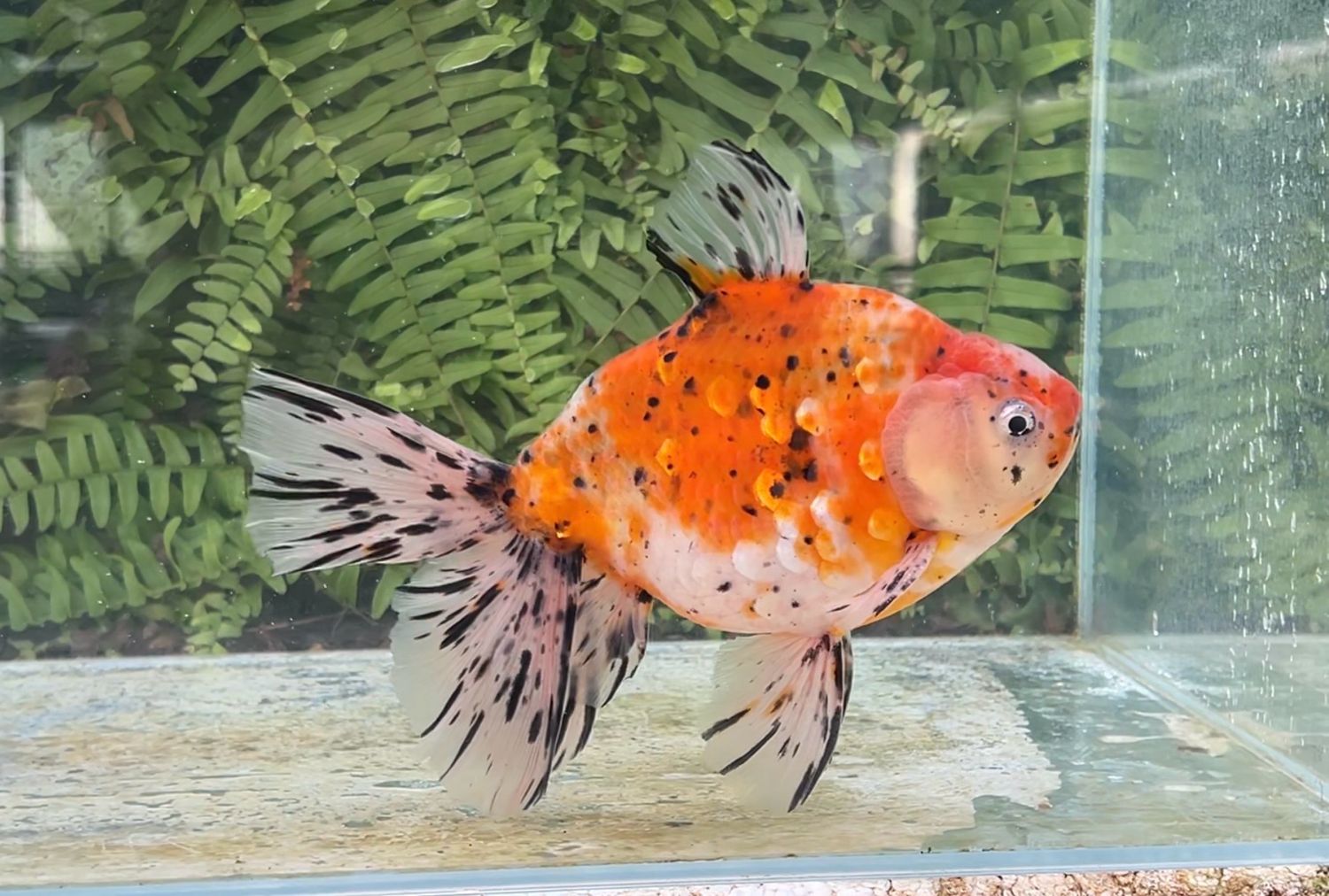 Calico Sharkfin Monster (F, 7.5”)