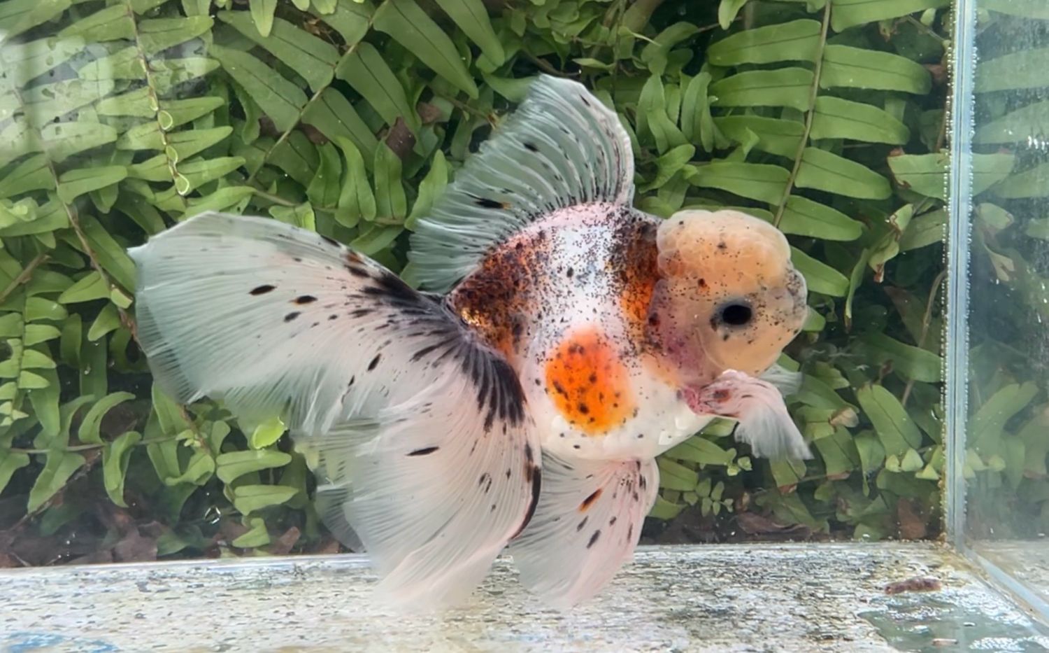 Calico Rosetail Oranda (M, 5.5”)