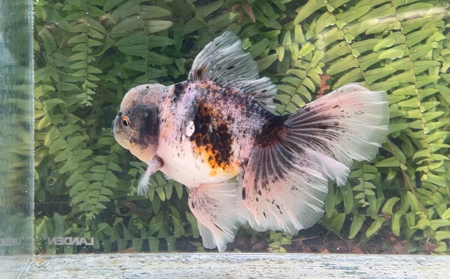 Calico Rosetail Oranda (M, 6.5”)