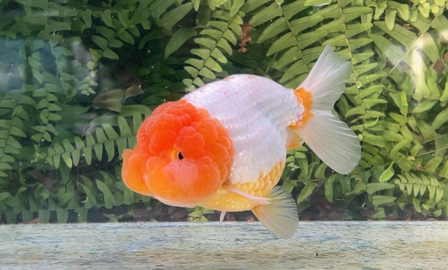 Red Head Lionhead (M, 5.25”)