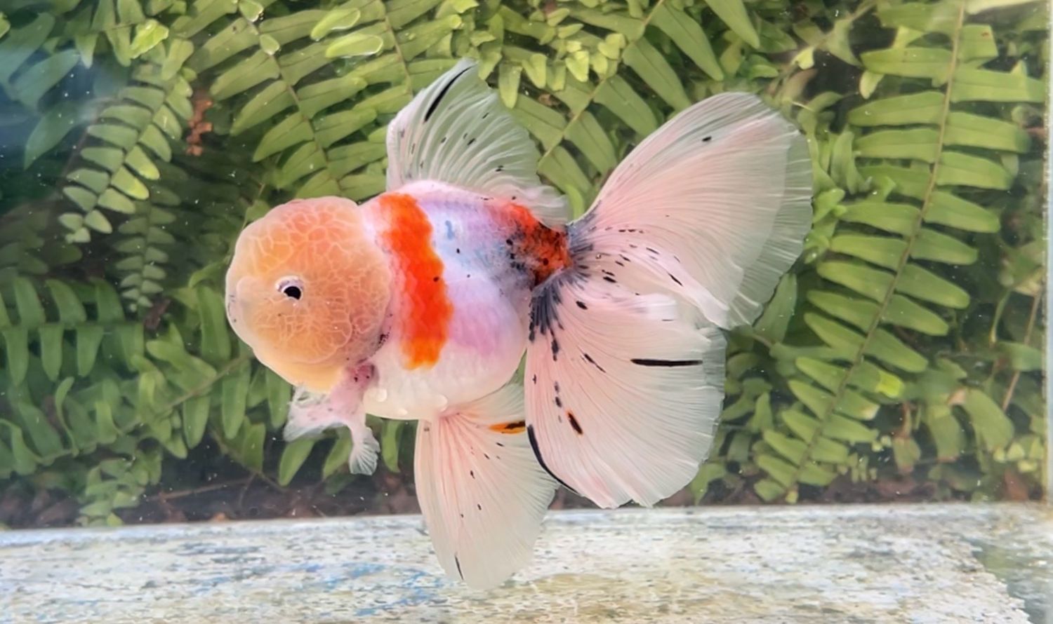 Calico Rosetail Oranda (M, 5.25”)