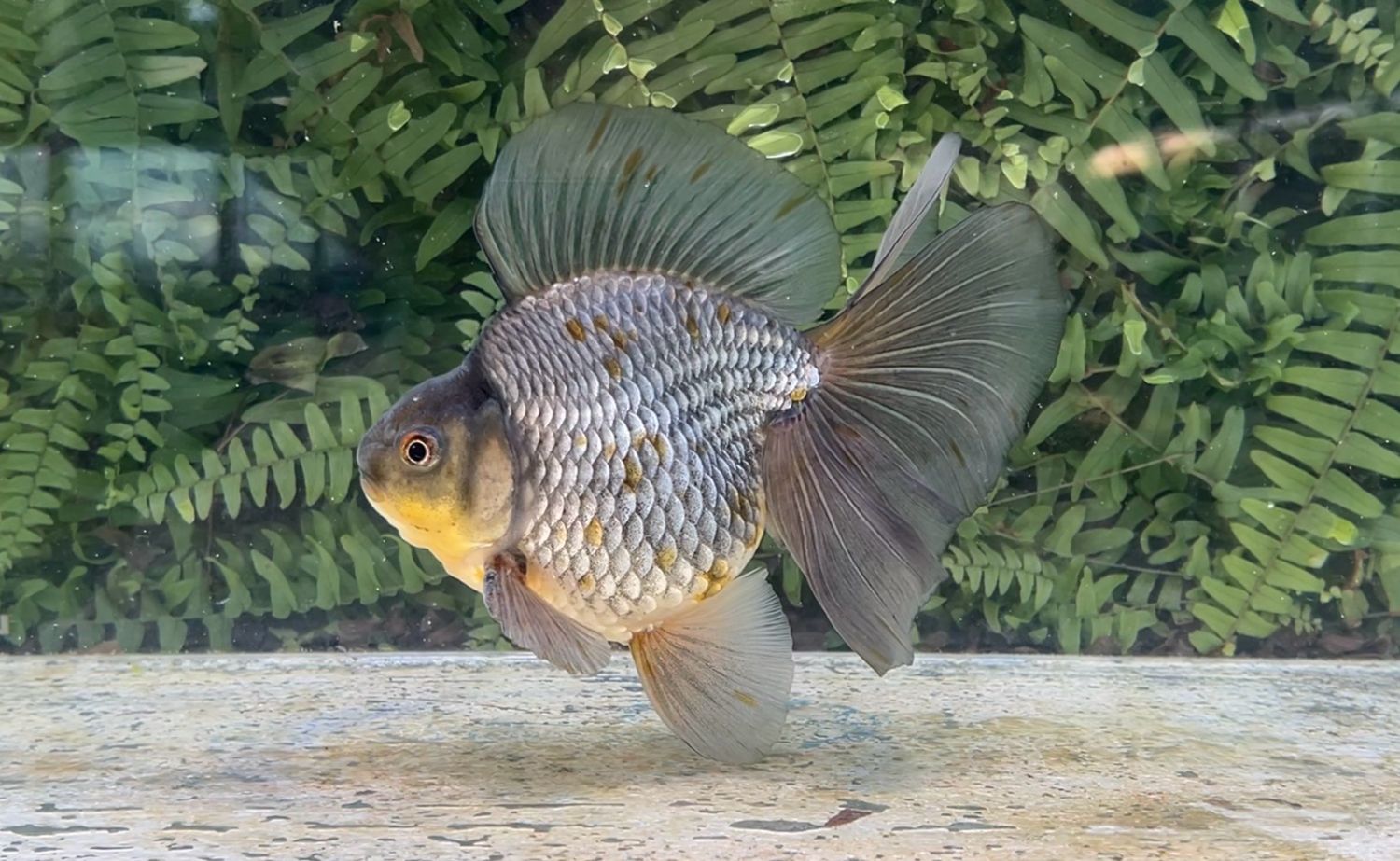 Blue Broadtail Ryukin (M, 6.25”)