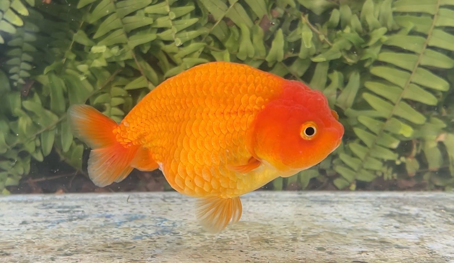 Red Yuanbao Ranchu (F, 4.25”)