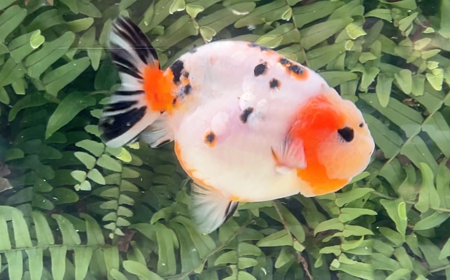 Tri-color Yuanbao Ranchu (M, 4.25”)