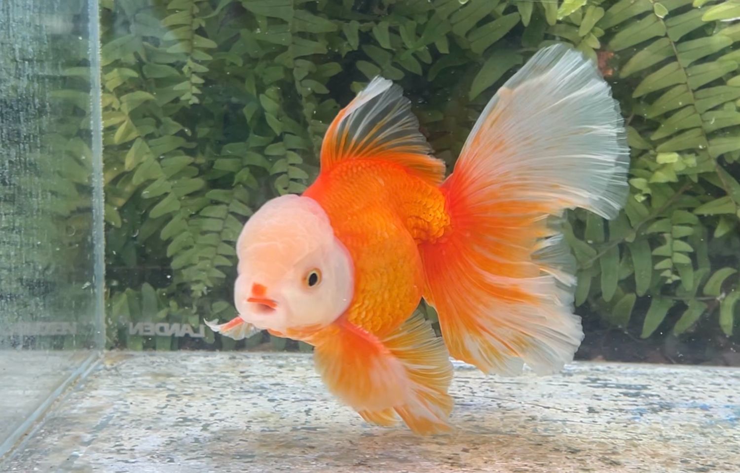 Jade Head Red Peonytail Oranda (M, 6”)