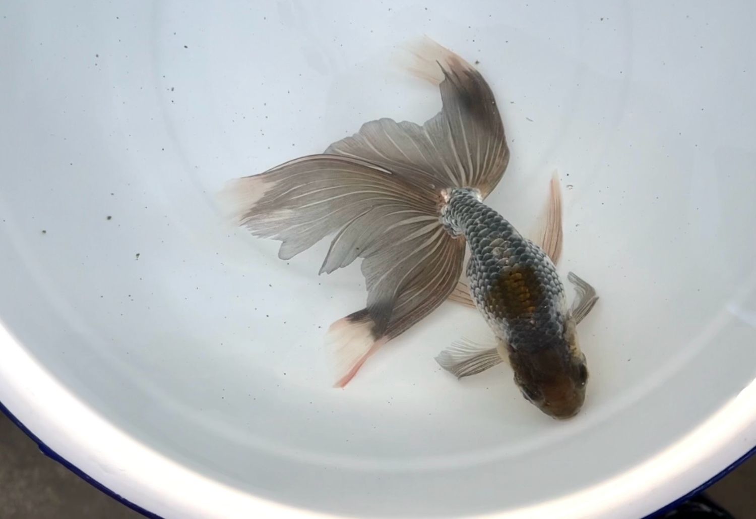 Tri-color Egg Phoenix (F, 7.5”)