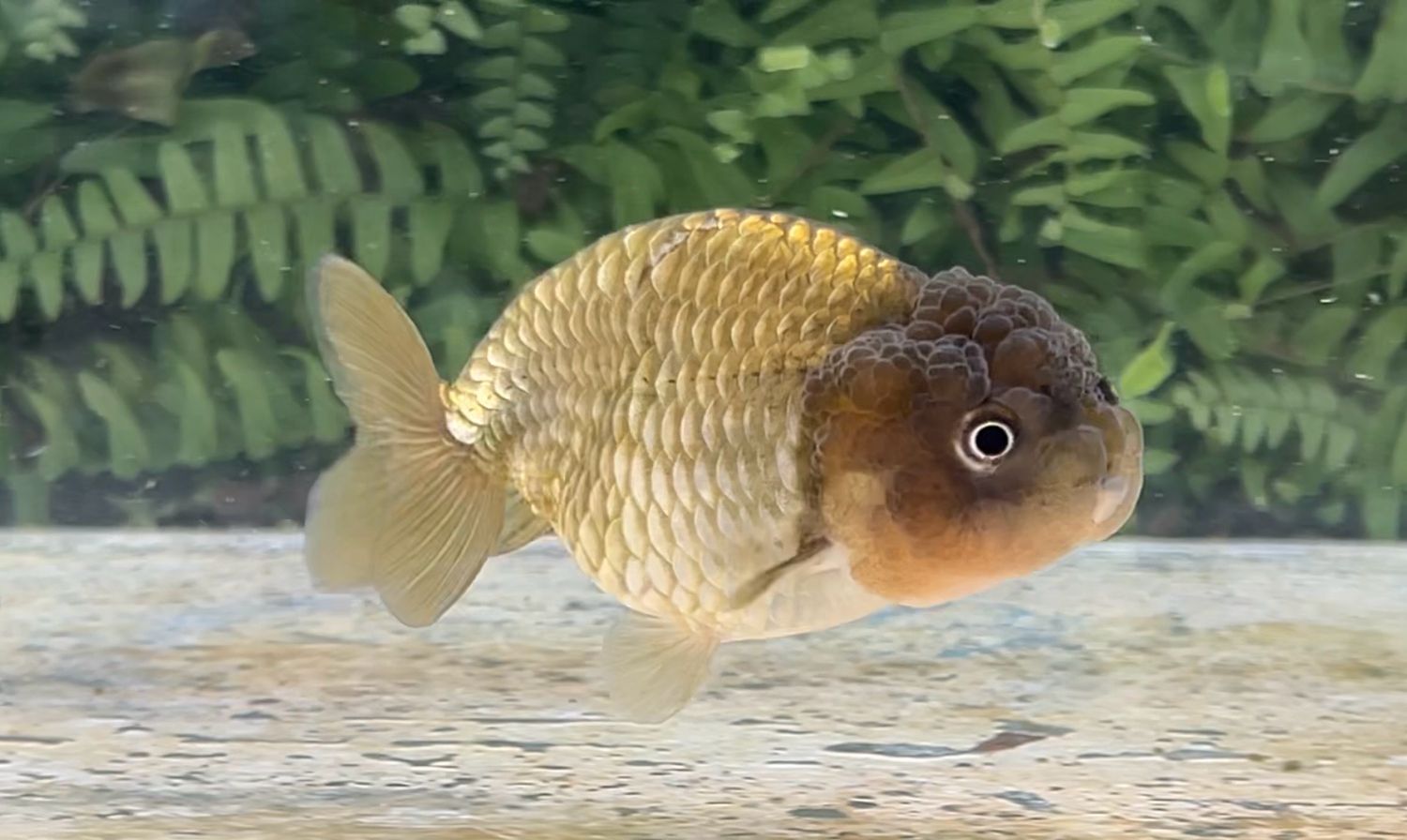 Bronze Yuanbao Ranchu (F, 3.5”)