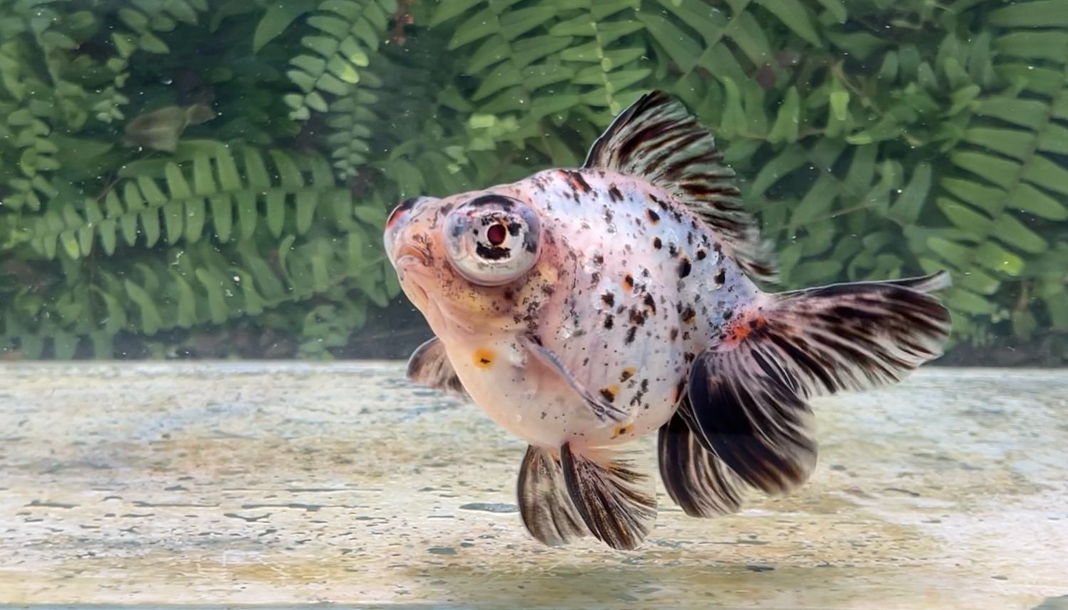 Calico Demekin (M, 5”)
